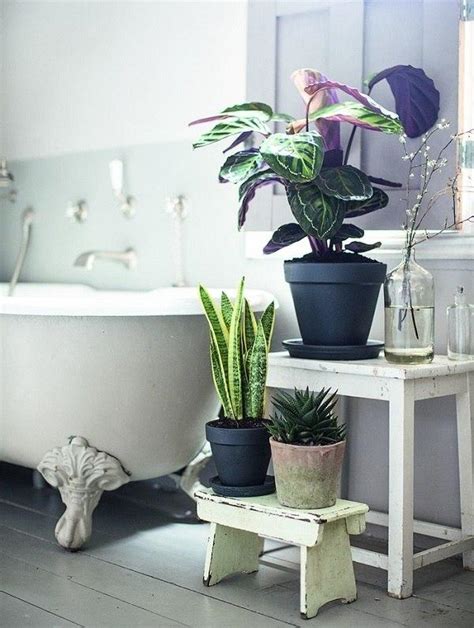 硨磲禁忌 浴室水種植物
